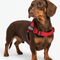 PawPilot™ Custom No-Pull Harness