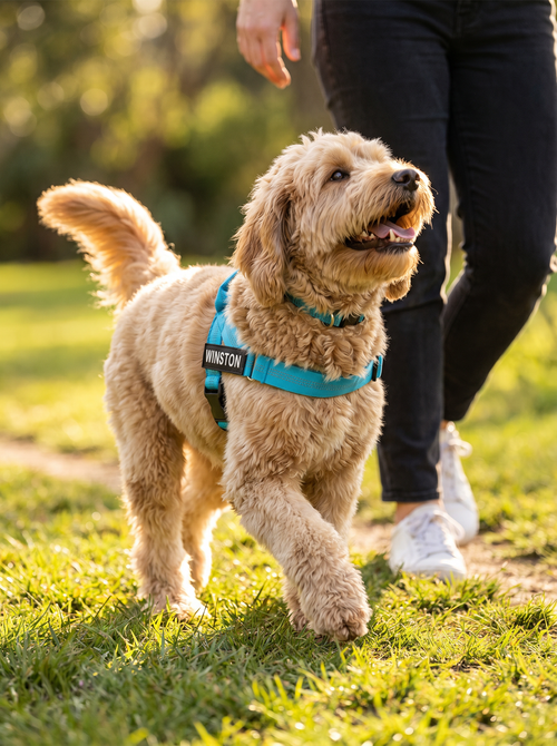 PawPilot™ Custom No-Pull Harness